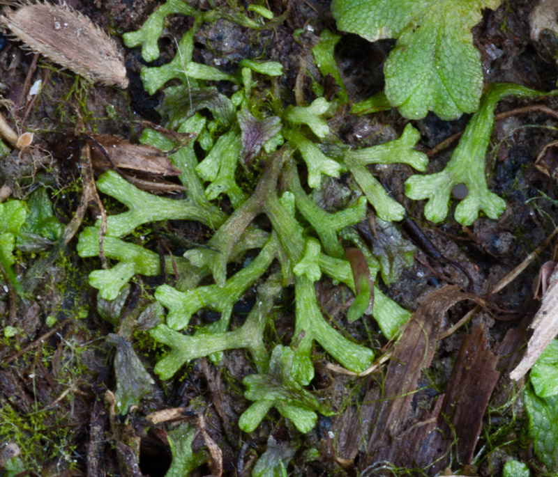 Riccia fluitans